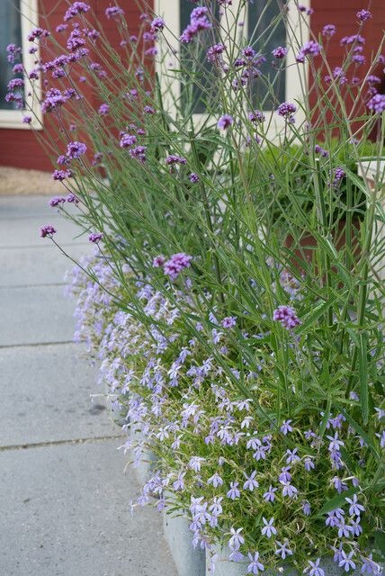 verbena iverde