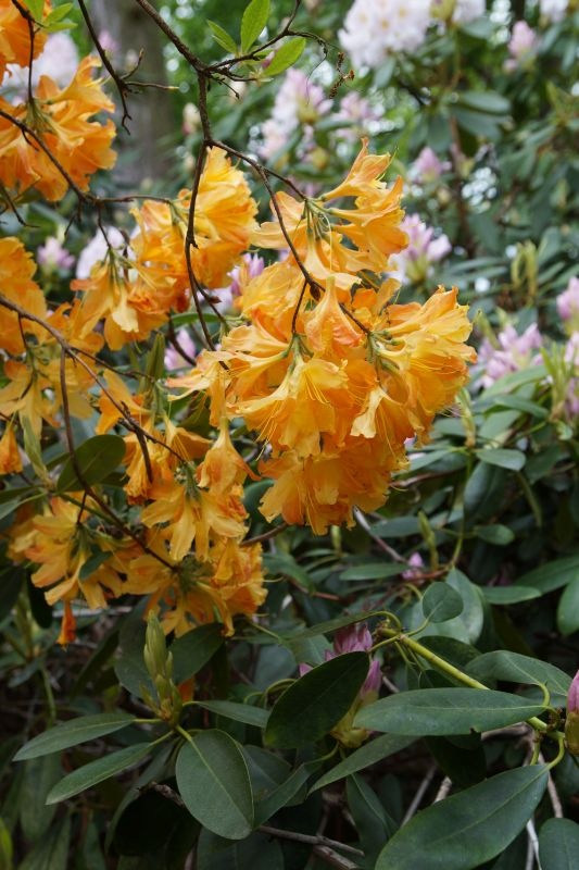 azalia wielkokwiatowa