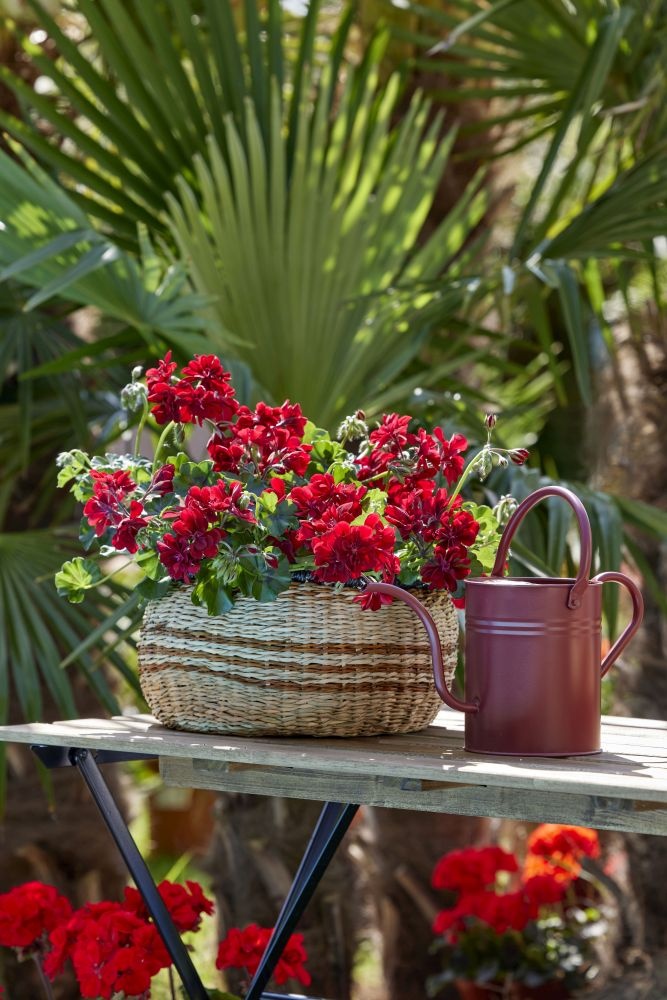 podlewanie pelarginii pelargonium for europe