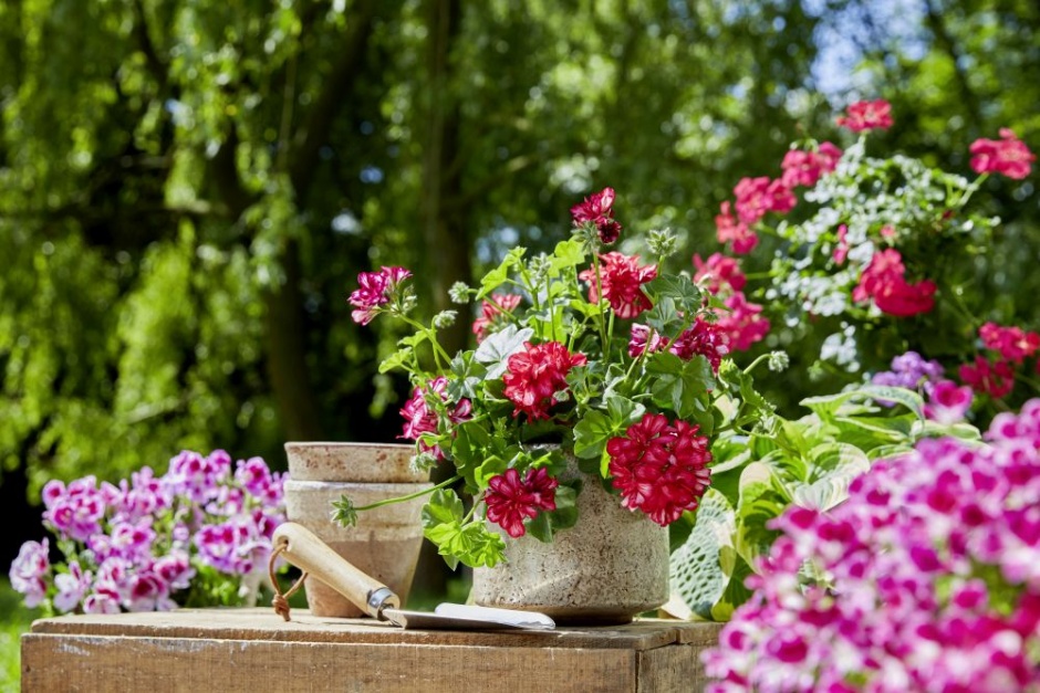 sadzenie pelargonii pelargonium for europe