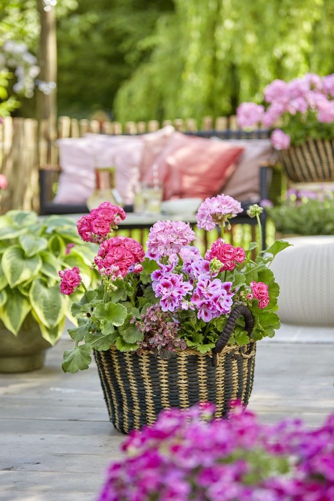 usuwanie kwiatow pelargonie piart