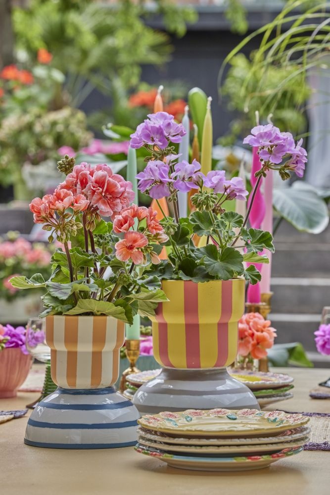 pelargonie w doniczkach piart