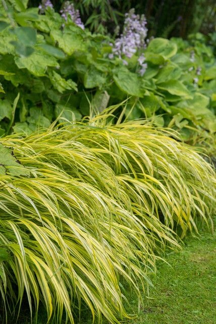 hakonechloa macra aureola ibulb