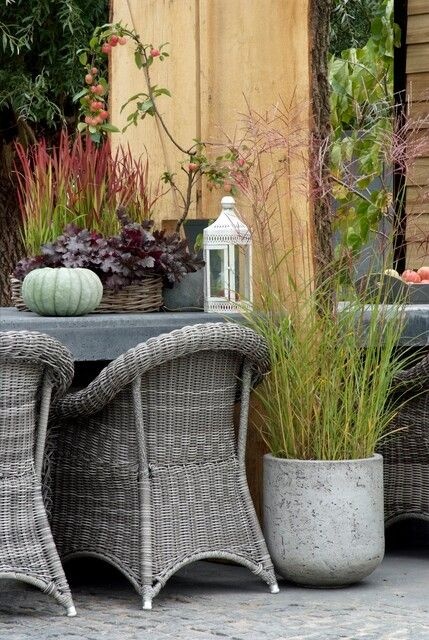 miscanthus sinensis ibulb