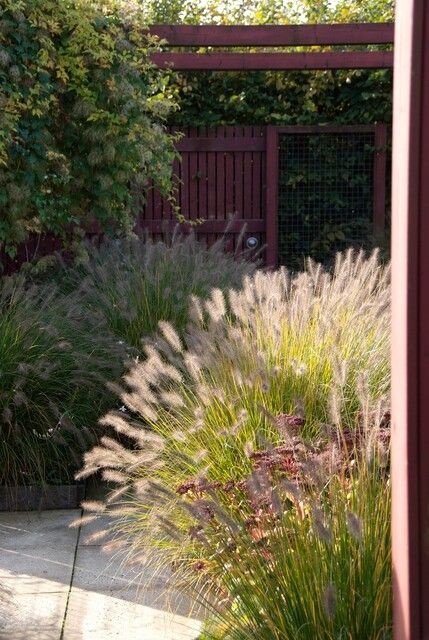pennisetum alopecuroides ibulb