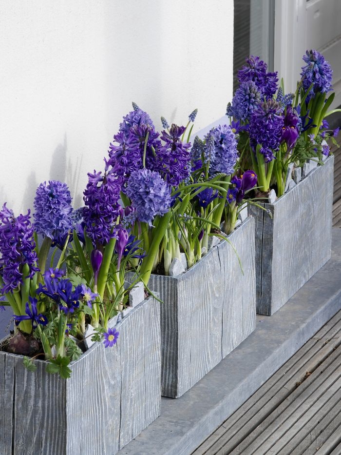cebulki spanish bluebell