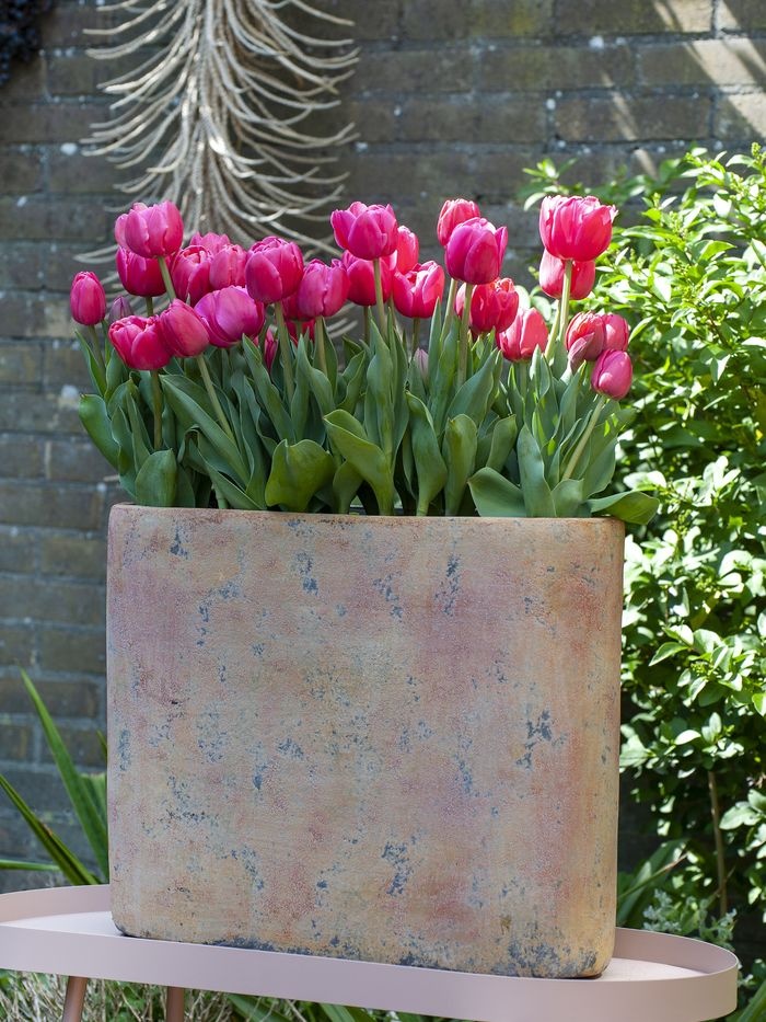 cebulki tulip rozowy