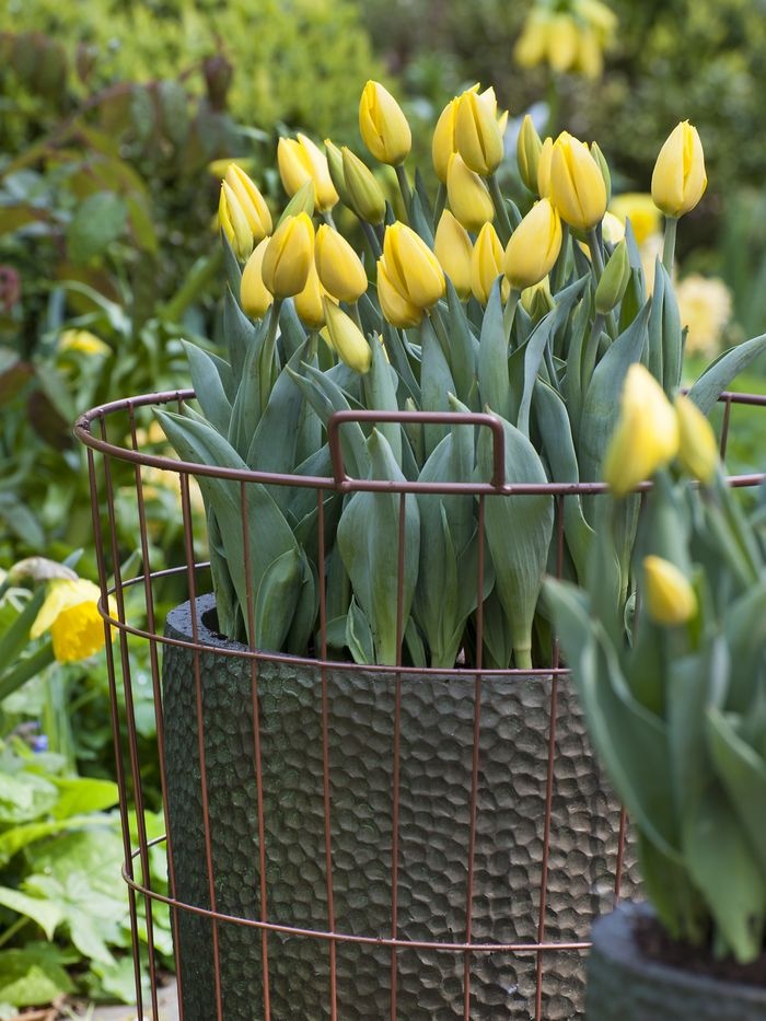 cebulki tulipa yellow