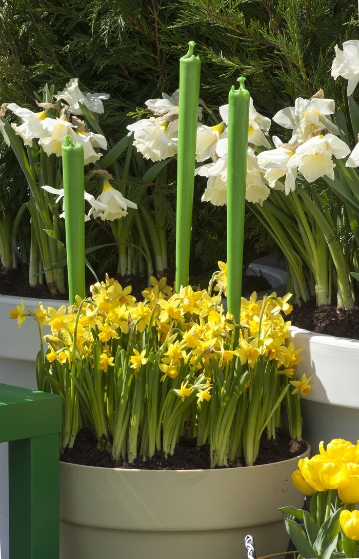 donica swiece narcissus mixed