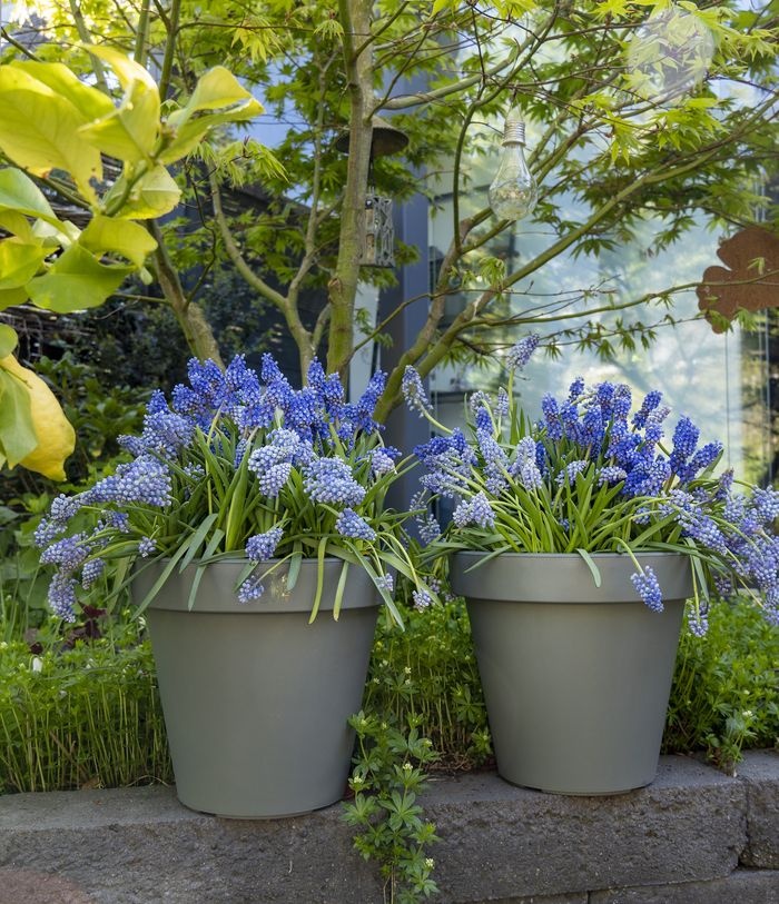 doniczki muscari blue