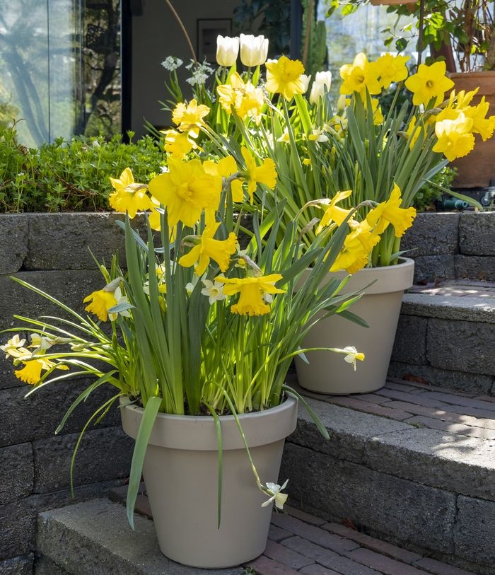 doniczki narcissus yello