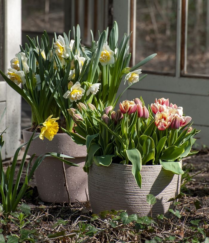 doniczki tulipa narciss