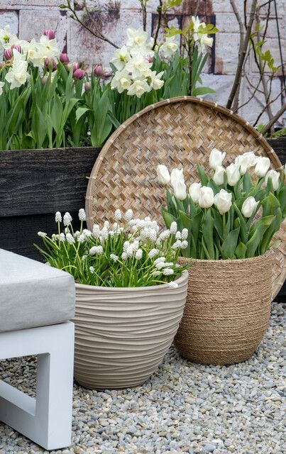 tulipany narcyzy ibulb