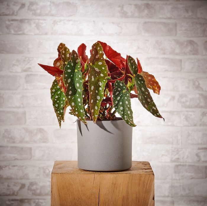 begonia leroy merlin