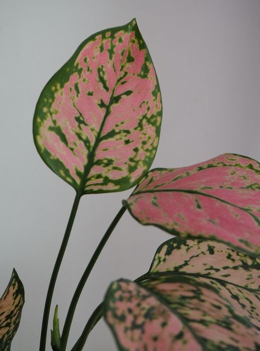 pstrokate liscie leroy merlin