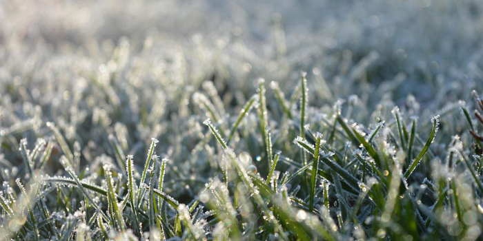 Jak dbać o trawnik w okresie zimowym? Fot. Pixabay