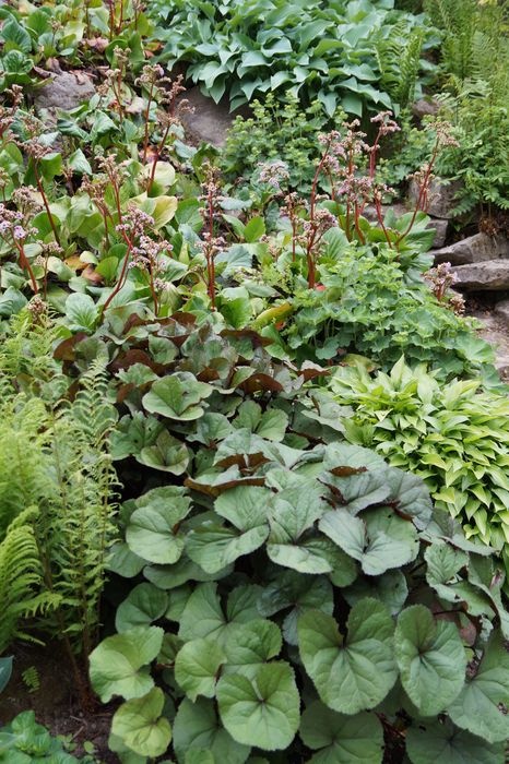 bergenia