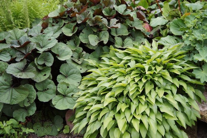 hosta bergenia