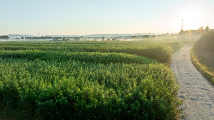 plantacja wierzby energetycznej fakro
