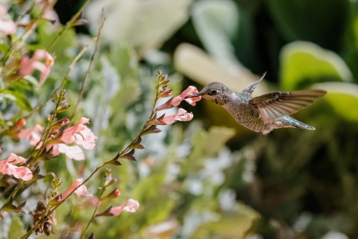 ptaki w ogrodzie turdus