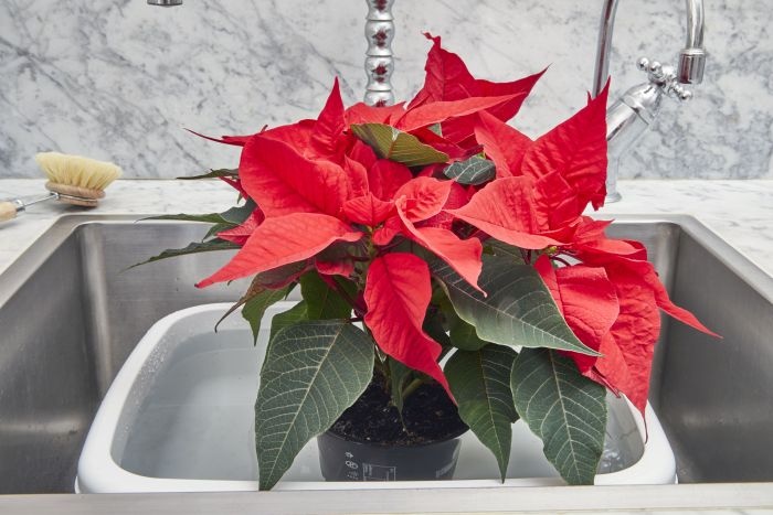 poinsettia moczenie rosliny stars for europe