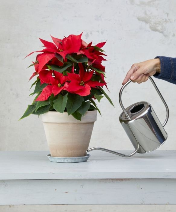 poinsettia podlewanie od dolu stars for europe