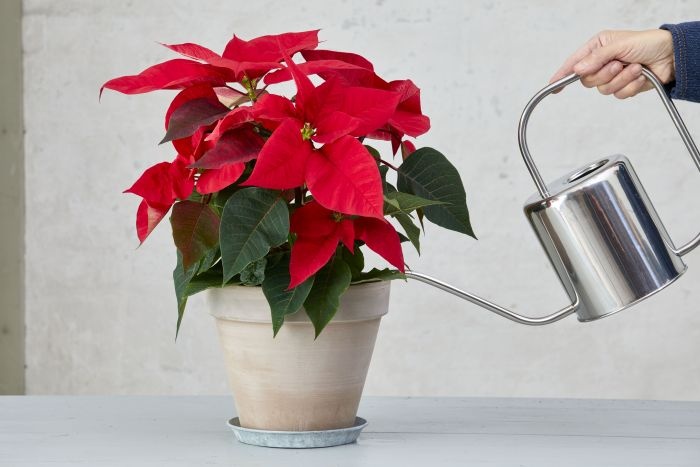 poinsettia podlewanie od gory stars for europe 1