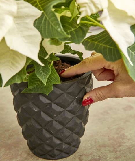 poinsettia podlewanie stars for europe