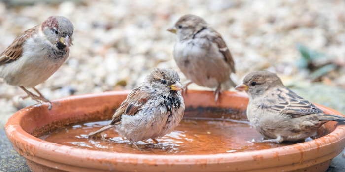 Jak podawać wodę ptakom podczas mroz&oacute;w? Fot. Turdus