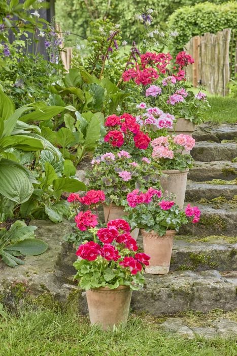 kwitnace pelargonie pelargonium for europe 1