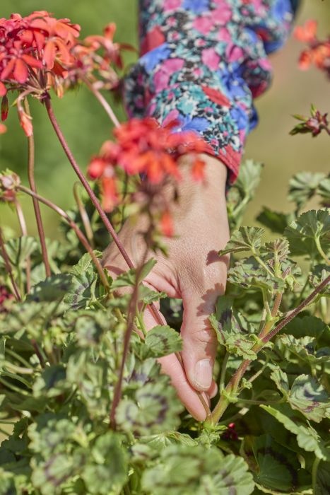 obrywanie przekwitnietych kwiatostanow pelargonium for europe