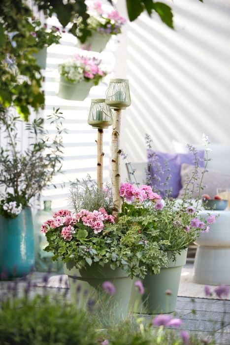 ukwiecony balkon pelargonium for europe