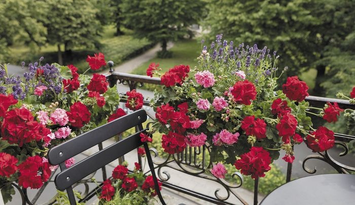 pelargonie geraniums balcony