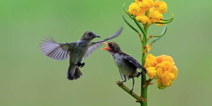 Zjadają tysiące komar&oacute;w, ale tracą domy. Jerzyki znikają z polskich miast. Fot. Turdus