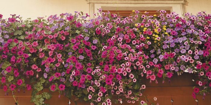 Jak uprawiać surfinie i pelargonie, by tworzyły kwitnące kaskady, fot. M. Ćwikła